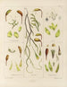 Botanisch kunstdruk van de reis naar Antarctica van de schepen HM Discovery Erebus en Terror in de jaren 1839 Pl05 - Walter Hood Fitch — weergave van het kunstwerk