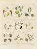 Botanisch Cryptogamisch Schilderij van de reis naar Antarctica van de schepen HM Discovery Erebus en Terror in de jaren 1839 Pl06 - Walter Hood Fitch — weergave van het kunstwerk
