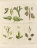 Botanisch kunstdruk van de reis naar Antarctica van de schepen HM Discovery Erebus en Terror in de jaren 1839 Pl07 - Walter Hood Fitch — weergave van het kunstwerk