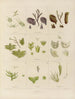 Botanisch kunstdruk van de reis naar Antarctica van de schepen HM Discovery Erebus en Terror in de jaren 1839 Pl09 - Walter Hood Fitch — weergave van het kunstwerk