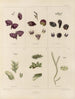 Botanisch Cryptogamisch Schilderij van de reis naar Antarctica van de schepen HM Discovery Erebus en Terror in de jaren 1839 Pl10 - Walter Hood Fitch — weergave van het kunstwerk