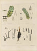 Botanisch kunstdruk van de reis naar Antarctica van de schepen HM Discovery Erebus en Terror in de jaren 1839 Pl11 - Walter Hood Fitch — weergave van het kunstwerk