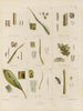 Botanisch Cryptogamisch Schilderij van de reis naar Antarctica van de schepen HM Discovery Erebus en Terror in de jaren 1839 Pl12 - Walter Hood Fitch — weergave van het kunstwerk
