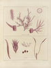 Botanisch Cryptogamisch Schilderij van de reis naar Antarctica van de schepen HM Discovery Erebus en Terror in de jaren 1839 Pl18 - Walter Hood Fitch — weergave van het kunstwerk