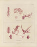 Botanisch kunstdruk van de reis naar Antarctica van de schepen HM Discovery Erebus en Terror in de jaren 1839-1840 - Walter Hood Fitch — weergave van het kunstwerk