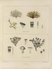 Botanisch kunstdruk van de reis naar Antarctica van de schepen HM Discovery Erebus en Terror in de jaren 1839 Pl23 - Walter Hood Fitch — weergave van het kunstwerk