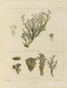 Botanisch kunstdruk van de reis naar Antarctica van de schepen HM Discovery Erebus en Terror in de jaren 1839 Pl24 - Walter Hood Fitch — weergave van het kunstwerk