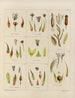 Botanisch Cryptogamisch Schilderij van de reis naar Antarctica van de schepen HM Discovery Erebus en Terror in de jaren 1839 Pl25 - Walter Hood Fitch — weergave van het kunstwerk