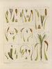 Botanisch kunstdruk van de reis naar Antarctica van de schepen HM Discovery Erebus en Terror in de jaren 1839 Pl26 - Walter Hood Fitch — weergave van het kunstwerk