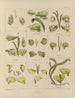 Botanisch Cryptogamisch Schilderij van de reis naar Antarctica van de schepen HM Discovery Erebus en Terror in de jaren 1839 Pl30 - Walter Hood Fitch — weergave van het kunstwerk