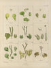 Botanisch Cryptogamisch Schilderij van de reis naar Antarctica van de schepen HM Discovery Erebus en Terror in de jaren 1839 Pl31 - Walter Hood Fitch — weergave van het kunstwerk