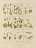 Botanisch kunstdruk van de reis naar Antarctica van de schepen HM Discovery Erebus en Terror in de jaren 1839 Pl32 - Walter Hood Fitch — weergave van het kunstwerk