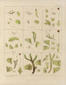Botanisch Cryptogamisch Schilderij van de reis naar Antarctica van de schepen HM Discovery Erebus en Terror in de jaren 1839 Pl33 - Walter Hood Fitch — weergave van het kunstwerk
