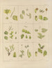 Botanisch Cryptogamisch Schilderij van de reis naar Antarctica van de schepen HM Discovery Erebus en Terror in de jaren 1839 Pl34 - Walter Hood Fitch — weergave van het kunstwerk