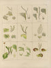 Botanisch kunstdruk van de reis naar Antarctica van de schepen HM Discovery Erebus en Terror in de jaren 1839 Pl35 - Walter Hood Fitch — weergave van het kunstwerk