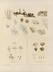 Botanisch kunstdruk van de reis naar Antarctica van de schepen HM Discovery Erebus en Terror in de jaren 1839 Pl36 - Walter Hood Fitch — weergave van het kunstwerk