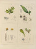 Botanisch Cryptogamisch Schilderij van de reis naar Antarctica van de schepen HM Discovery Erebus en Terror in de jaren 1839 Pl38 - Walter Hood Fitch — weergave van het kunstwerk