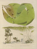 Botanisch Cryptogamisch Schilderij van de reis naar Antarctica van de schepen HM Discovery Erebus en Terror in de jaren 1839 Pl42 - Walter Hood Fitch — weergave van het kunstwerk