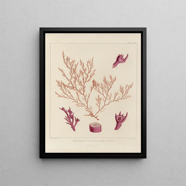 Walter Hood Fitch - Cryptogamic botany of the Antarctic voyage of HM Discovery ships Erebus and Terror in the years 1839 Pl51.webp
