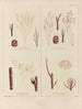 Botanisch Cryptogamisch Schilderij van de reis naar Antarctica van de schepen HM Discovery Erebus en Terror in de jaren 1839 Pl52 - Walter Hood Fitch — weergave van het kunstwerk