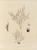 Botanisch Cryptogamisch Schilderij van de reis naar Antarctica van de schepen HM Discovery Erebus en Terror in de jaren 1839 Pl54 - Walter Hood Fitch — weergave van het kunstwerk