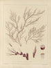 Botanisch Cryptogamisch Schilderij van de reis naar Antarctica van de schepen HM Discovery Erebus en Terror in de jaren 1839 Pl55 - Walter Hood Fitch — weergave van het kunstwerk
