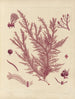 Botanisch Cryptogamisch Schilderij van de reis naar Antarctica van de schepen HM Discovery Erebus en Terror in de jaren 1839 Pl57 - Walter Hood Fitch — weergave van het kunstwerk