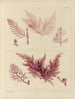 Botanisch Cryptogamisch Schilderij van de reis naar Antarctica van de schepen HM Discovery Erebus en Terror in de jaren 1839 Pl58 - Walter Hood Fitch — weergave van het kunstwerk