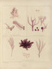 Botanisch kunstdruk van de reis naar Antarctica van de schepen HM Discovery Erebus en Terror in de jaren 1839 Pl59 - Walter Hood Fitch — weergave van het kunstwerk