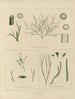 Botanisch kunstdruk van de reis naar Antarctica van de schepen HM Discovery Erebus en Terror in de jaren 1839 Pl60 - Walter Hood Fitch — weergave van het kunstwerk