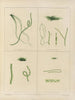 Botanisch Cryptogamisch Schilderij van de reis naar Antarctica van de schepen HM Discovery Erebus en Terror in de jaren 1839 Pl61 - Walter Hood Fitch — weergave van het kunstwerk