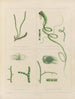 Botanisch Cryptogamisch Schilderij van de reis naar Antarctica van de schepen HM Discovery Erebus en Terror in de jaren 1839 Pl62 - Walter Hood Fitch — weergave van het kunstwerk