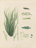 Botanisch Cryptogamisch Schilderij van de reis naar Antarctica van de schepen HM Discovery Erebus en Terror in de jaren 1839 Pl63 - Walter Hood Fitch — weergave van het kunstwerk