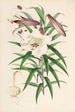 Lilium Browni - Walter Hood Fitch — weergave van het kunstwerk
