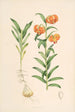 Lilium Carniolicum - Walter Hood Fitch — weergave van het kunstwerk