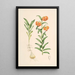 Lilium Carniolicum - Walter Hood Fitch — ingelijst kunstwerk aan de muur