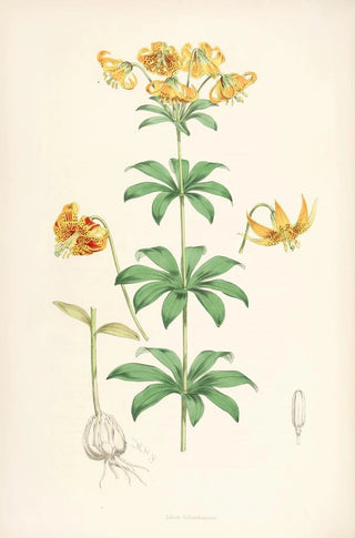 Walter Hood Fitch - Lilium Columbianum.webp