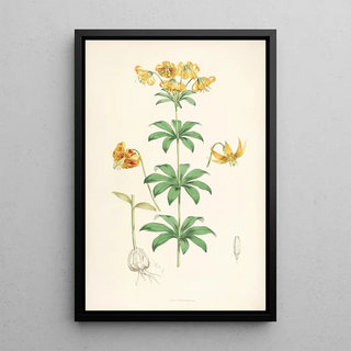 Walter Hood Fitch - Lilium Columbianum.webp