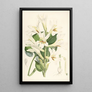 Walter Hood Fitch - Lilium Cordifolium.webp