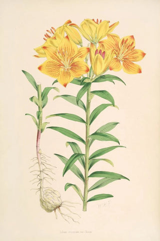 Walter Hood Fitch - Lilium Croceum.webp