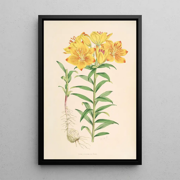 Walter Hood Fitch - Lilium Croceum.webp