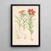 Lilium Davuricum - Walter Hood Fitch — ingelijst kunstwerk aan de muur