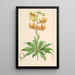 Lilium Hansoni - Walter Hood Fitch — ingelijst kunstwerk aan de muur