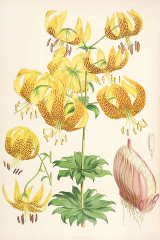Walter Hood Fitch - Lilium Humboldti.webp