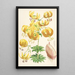 Lilium Humboldti - Walter Hood Fitch — ingelijst kunstwerk aan de muur