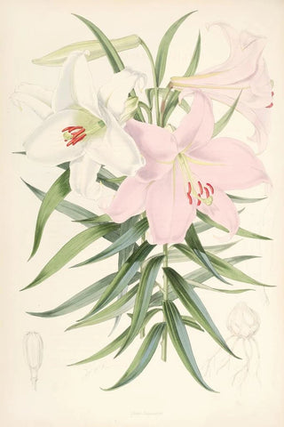 Walter Hood Fitch - Lilium Japonicum.webp