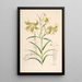 Lilium Leichtlinii - Walter Hood Fitch — ingelijst kunstwerk aan de muur