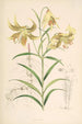 Lilium Leichtlinii - Walter Hood Fitch — weergave van het kunstwerk