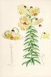 Lilium Monadelphum - Walter Hood Fitch — weergave van het kunstwerk