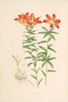Lilium Philadelphicum - Walter Hood Fitch — weergave van het kunstwerk